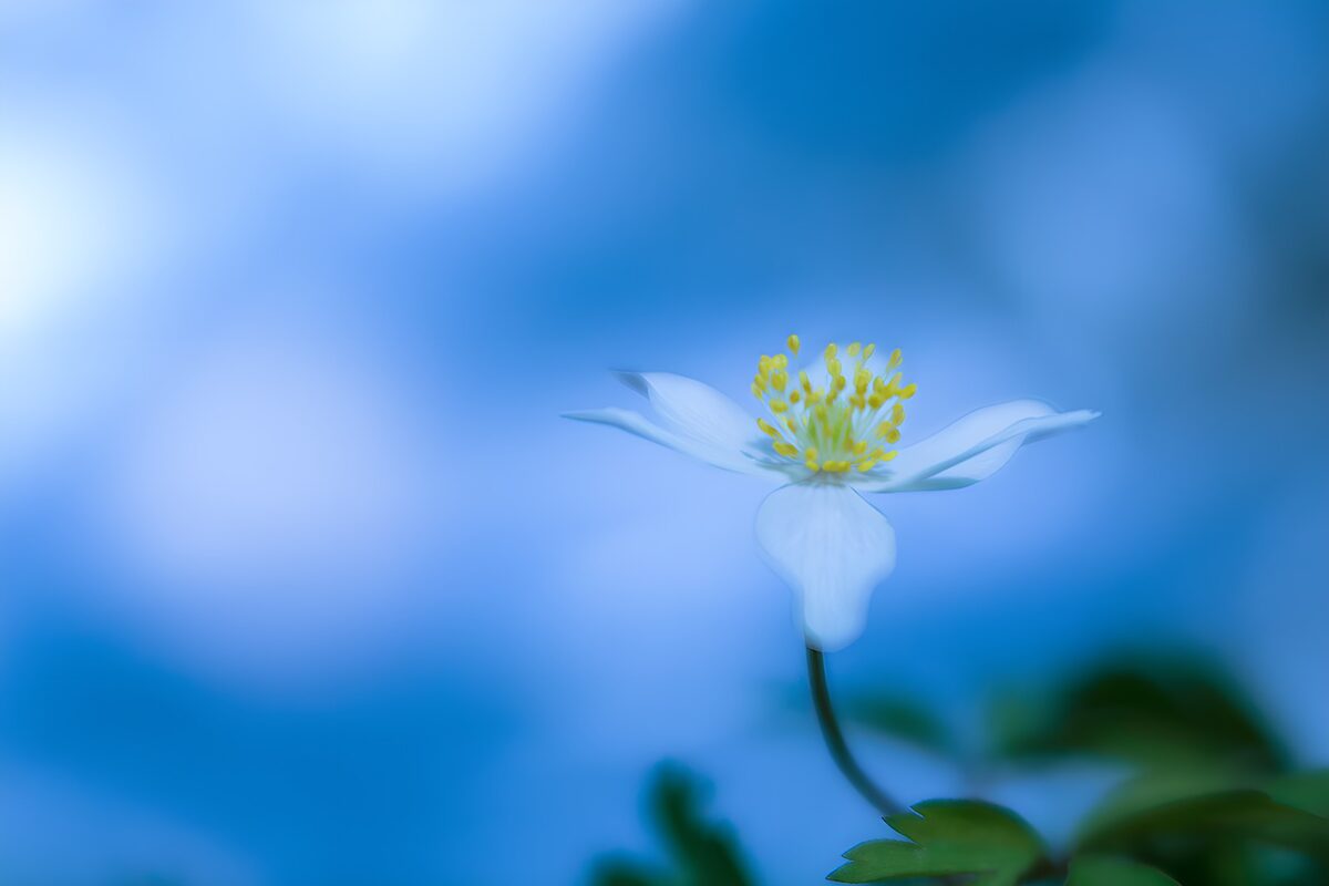 TPFR60323: Fleur blanche sur fond bleu lumineux