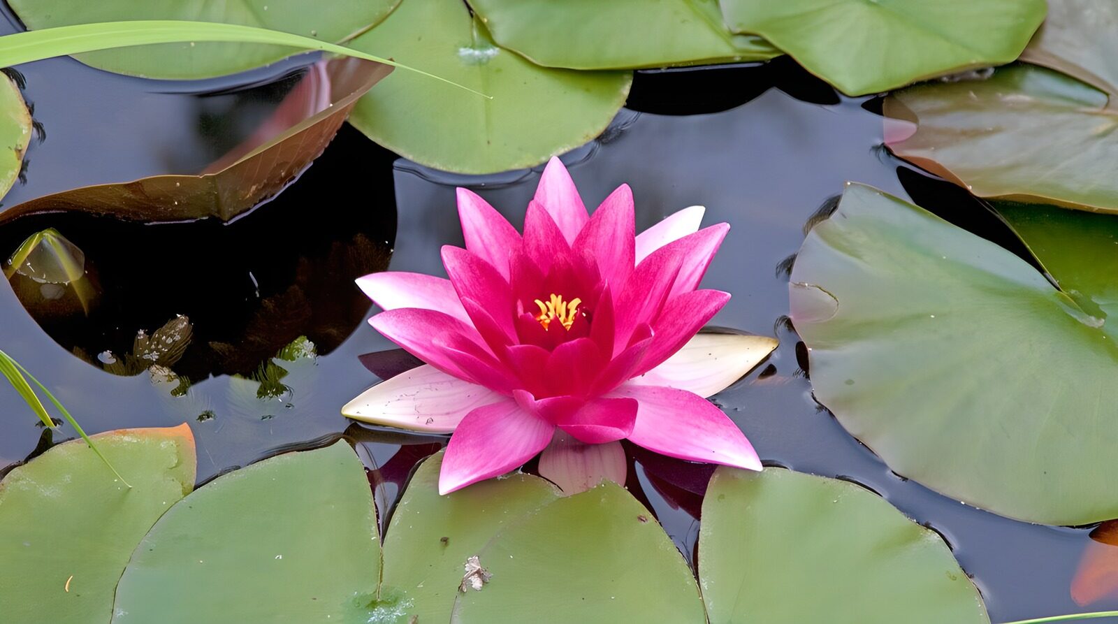 TPFR79681: Fleur de lotus sur l'eau tranquille