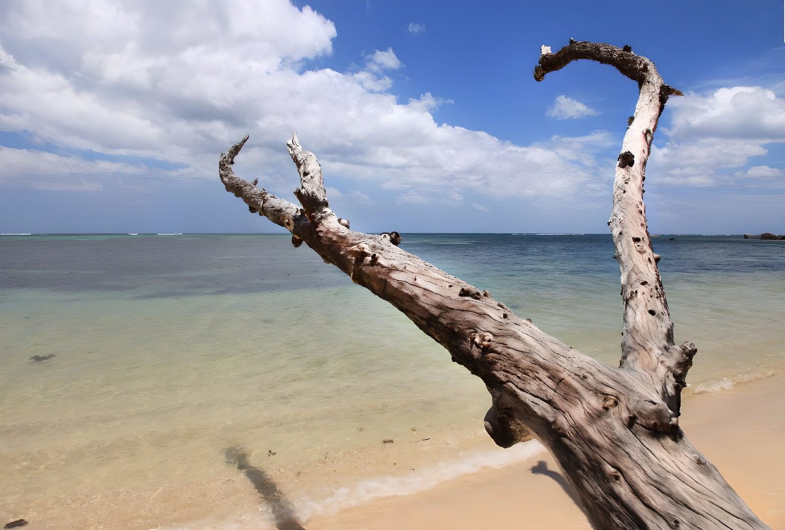 TPFR12666: Branches d'arbre sur la plage