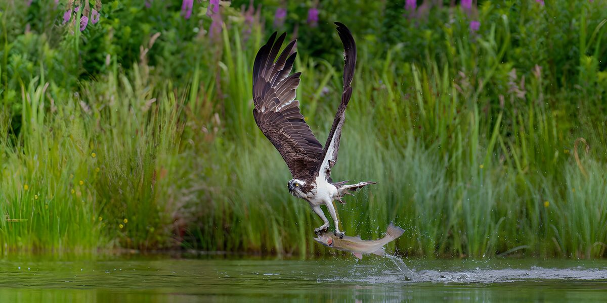 TPFR85947: Pêche majestueuse d'un aigle pêcheur