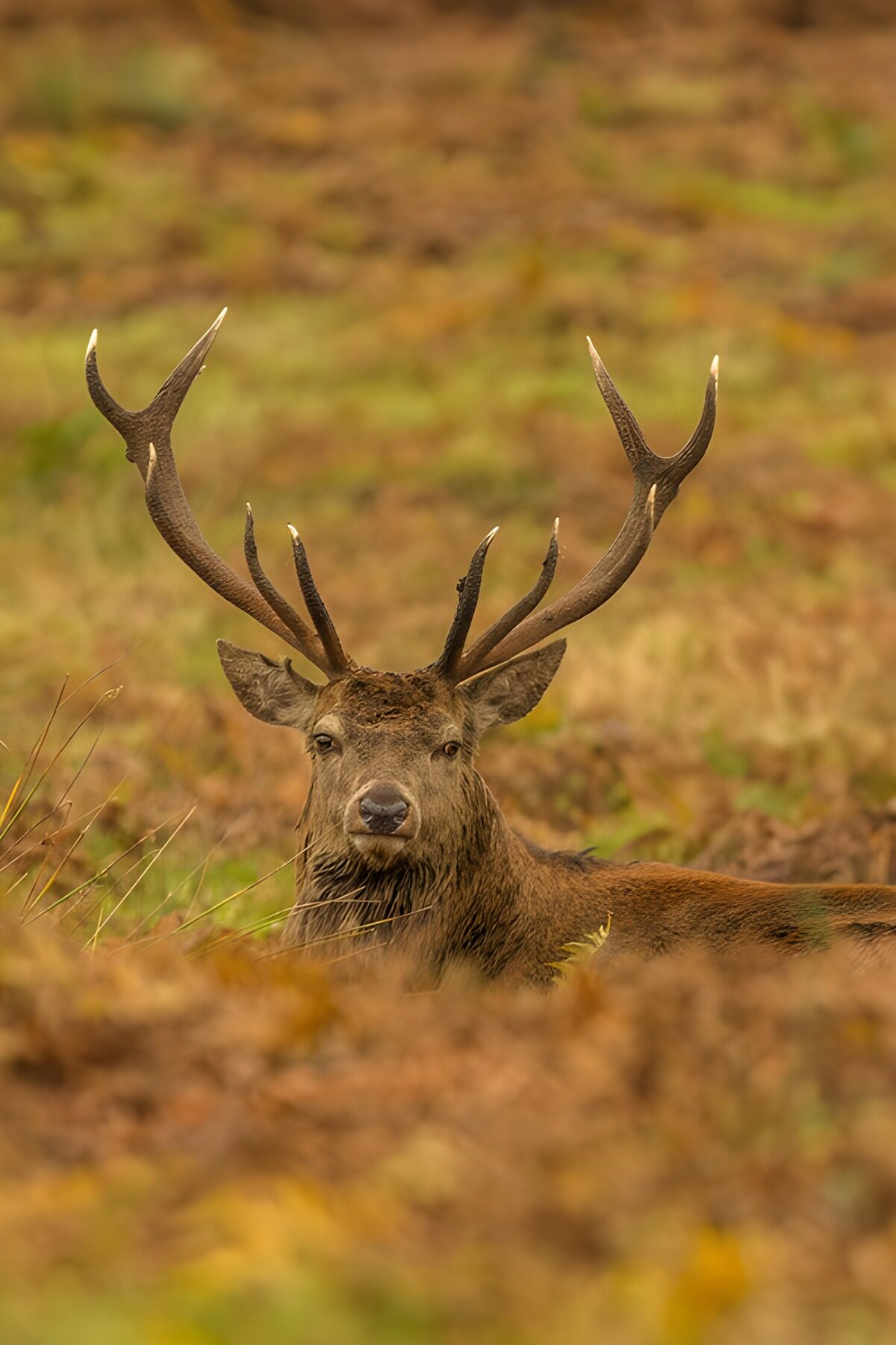Cerf majestueux dans la nature