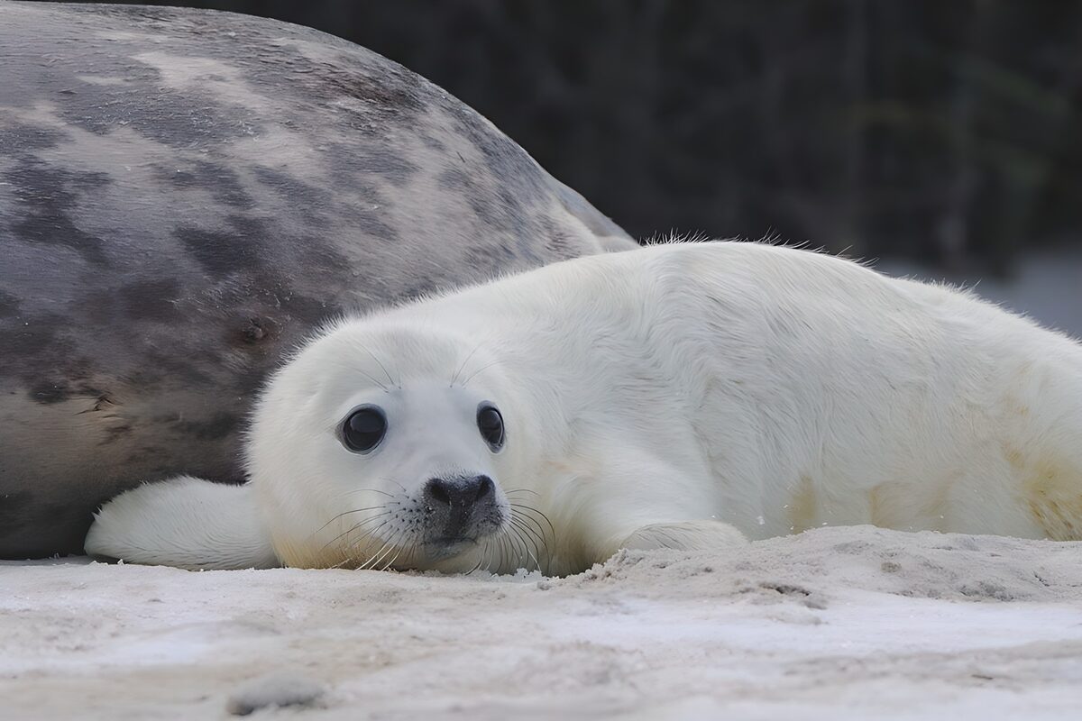 Un jeune phoque se repose sur la plage