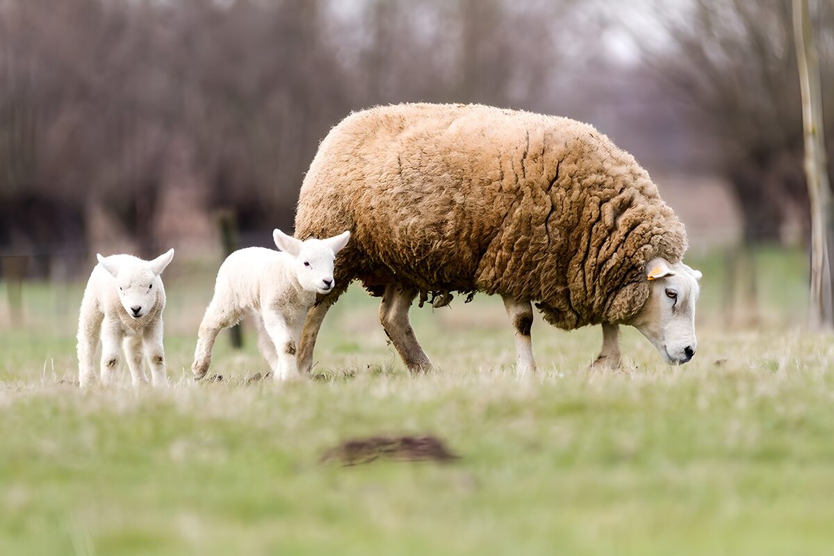 TPFR15891: Moutons dans un champ verdoyant
