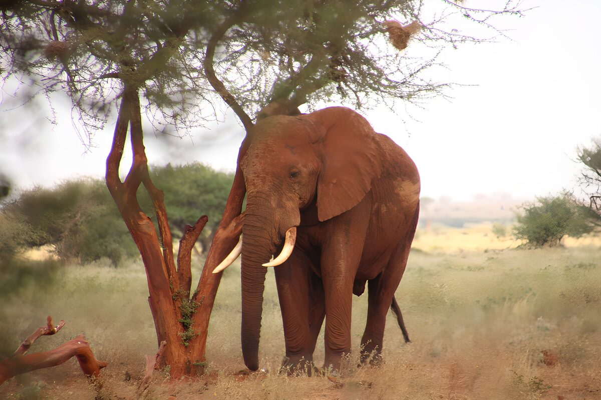 Élégance majestueuse d'un éléphant