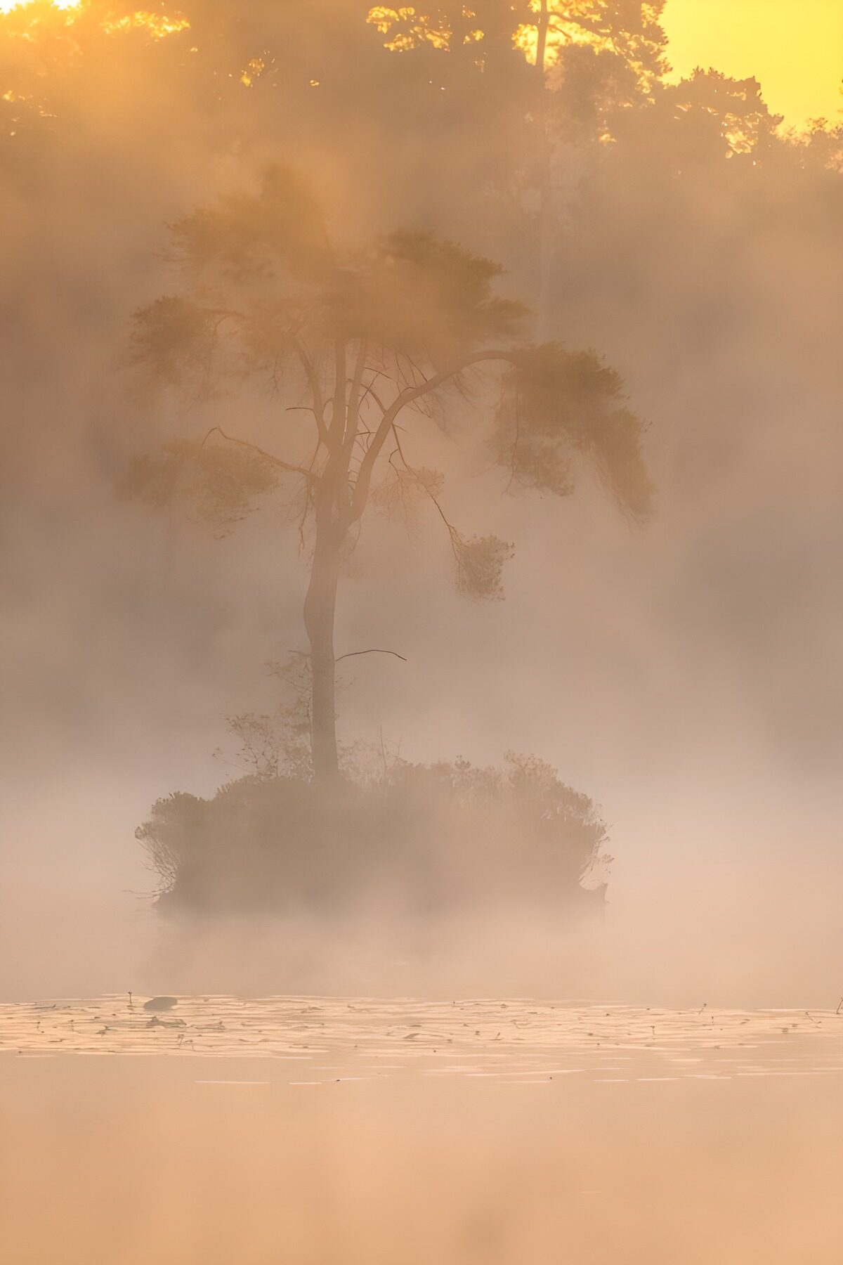 TPFR26087: Tranquillité brumeuse au lever du soleil