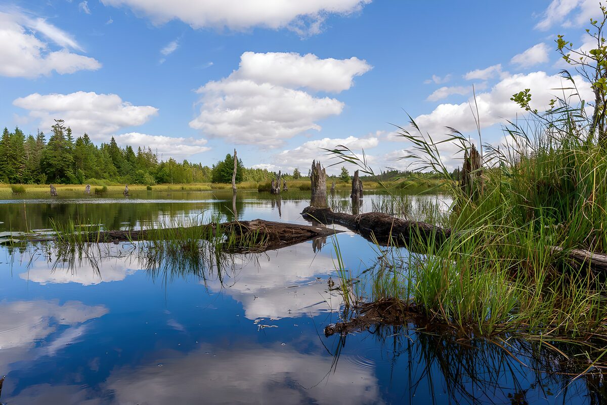 TPFR77133: Reflets paisibles dans la nature