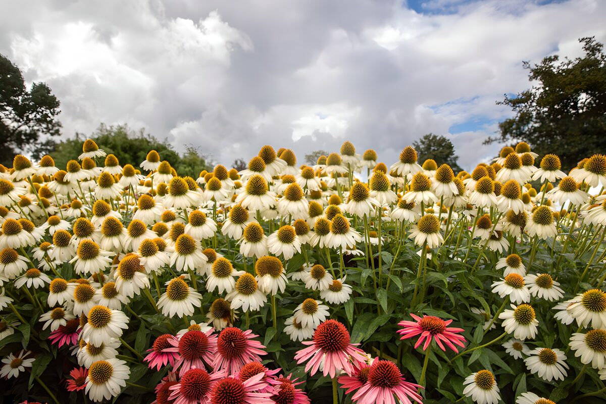 TPFR99224: Champs de fleurs sous un ciel nuageux