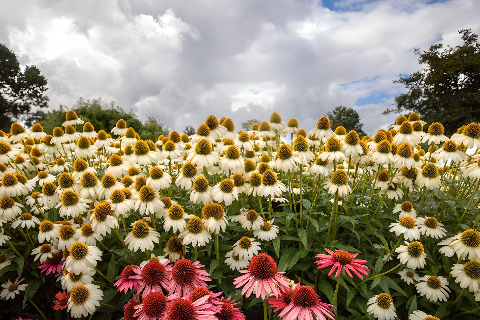 TPFR99224: Champs de fleurs sous un ciel nuageux