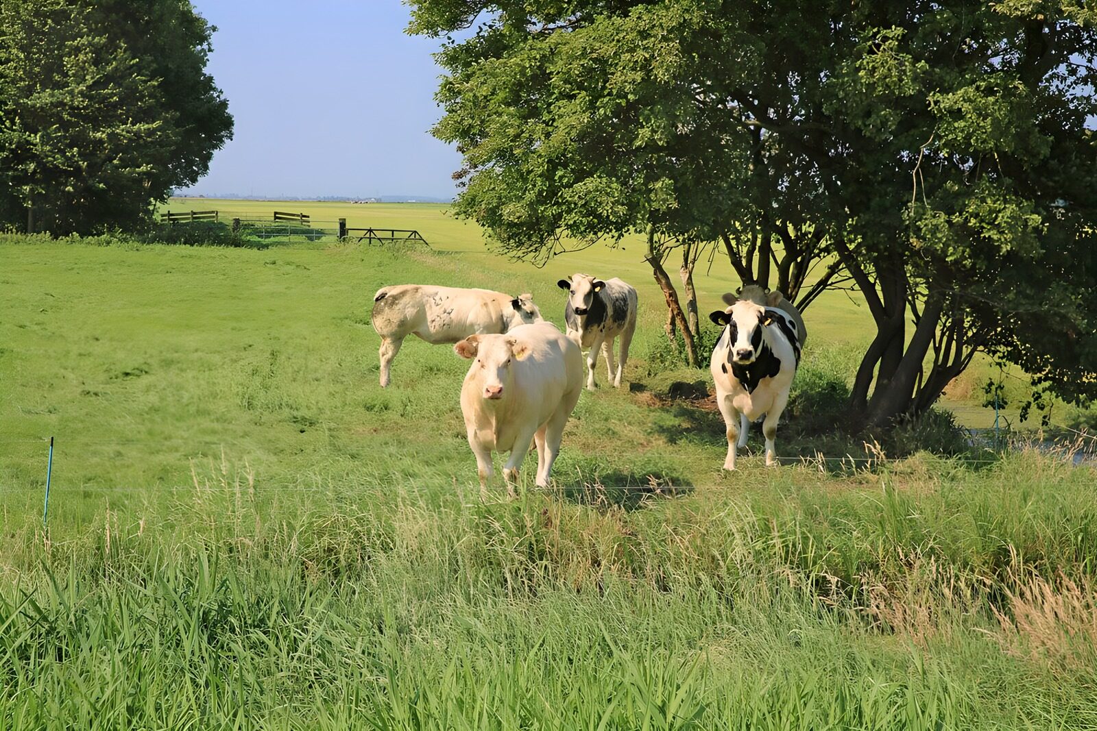 TPFR38561: Vaches paissant dans un champ ensoleillé