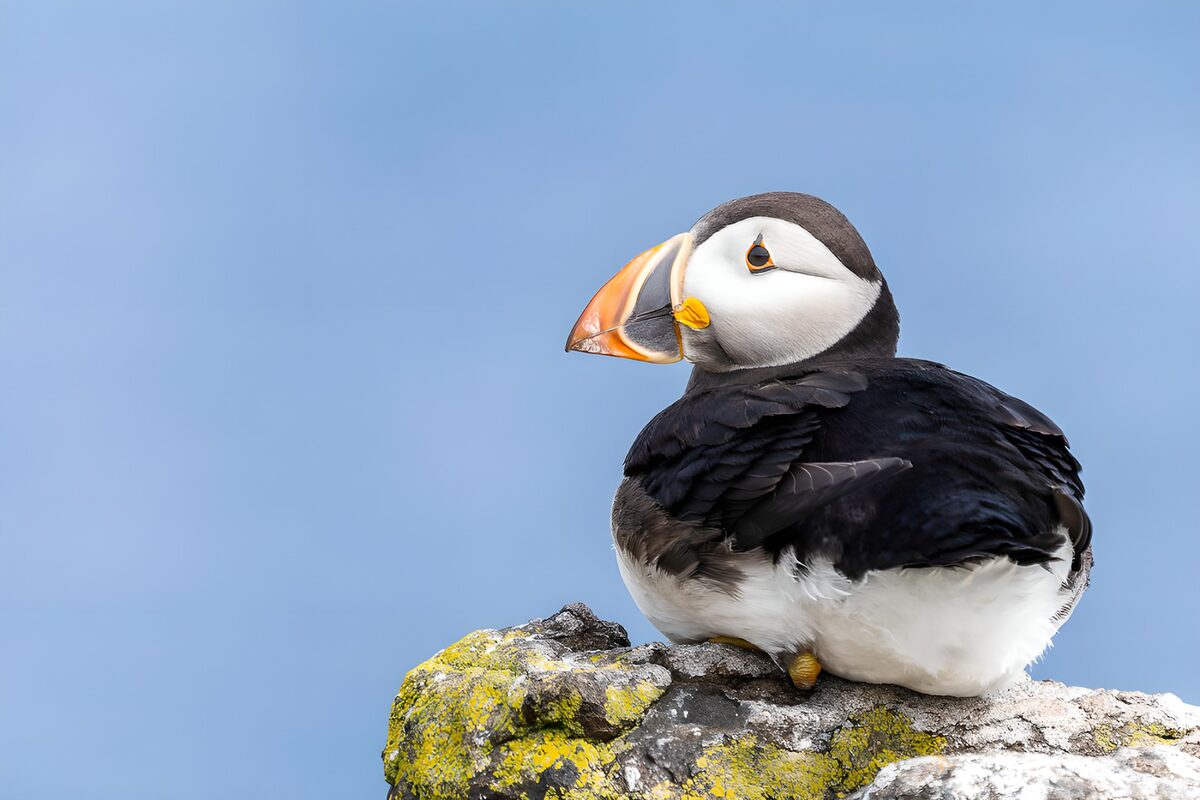 TPFR44379: Puffin sur un rocher face à l'océan
