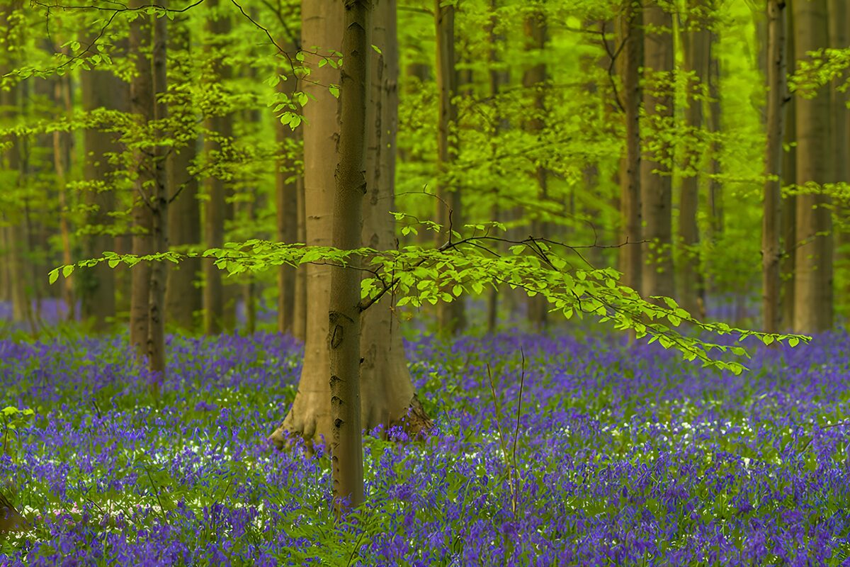 TPFR95685: Champ de fleurs bleues en forêt