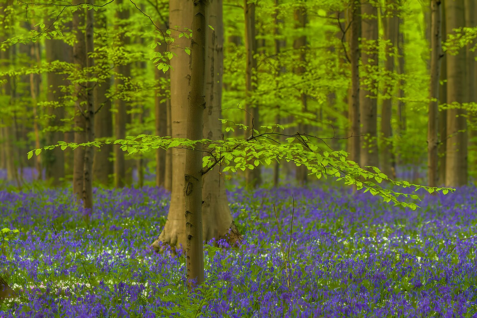 TPFR95685: Champ de fleurs bleues en forêt