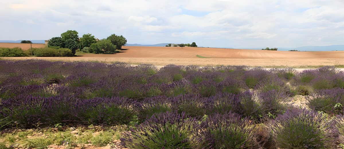 TPFR76495: Champs de lavande en Provence