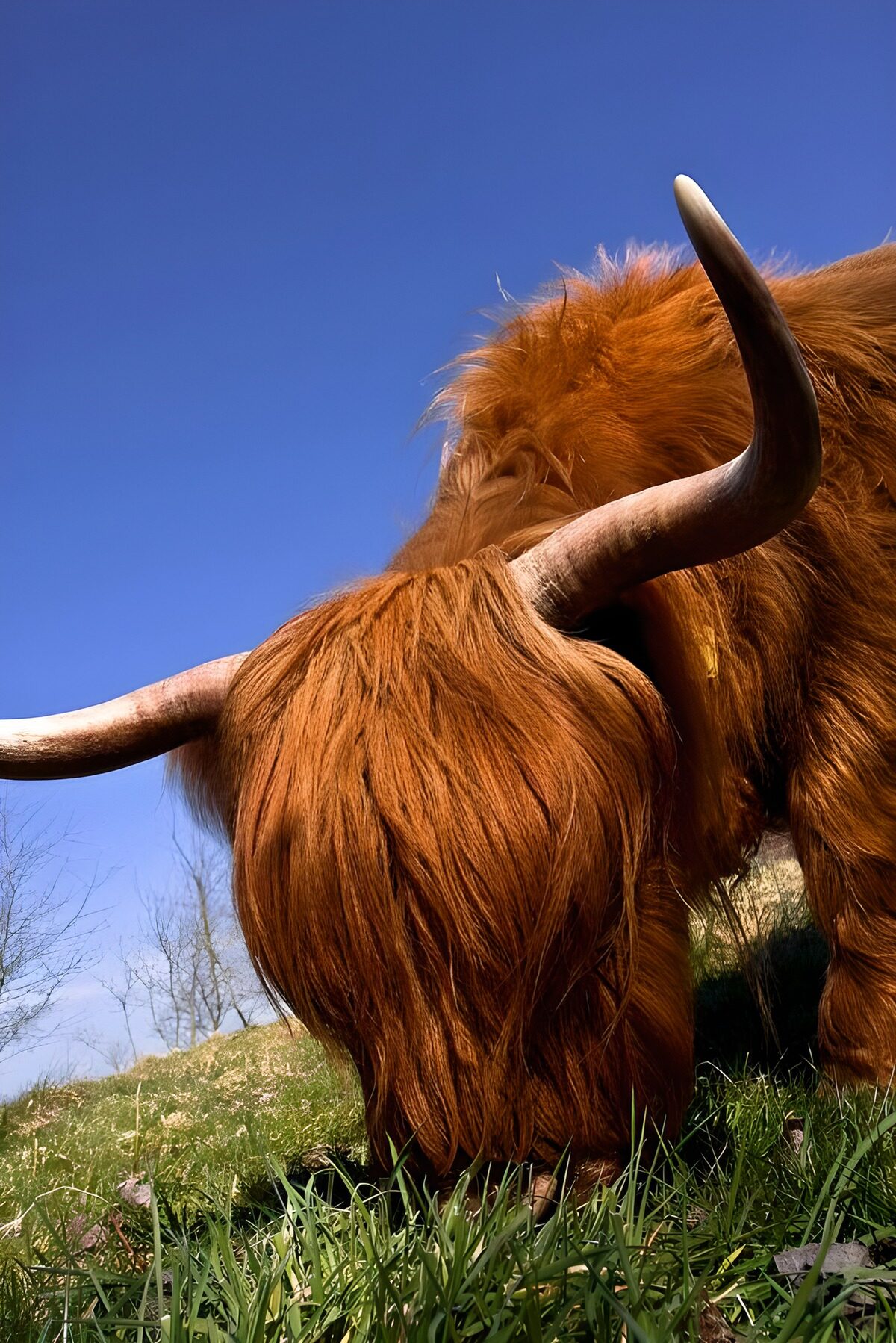 TPFR57622: Vache écossaise dans la nature