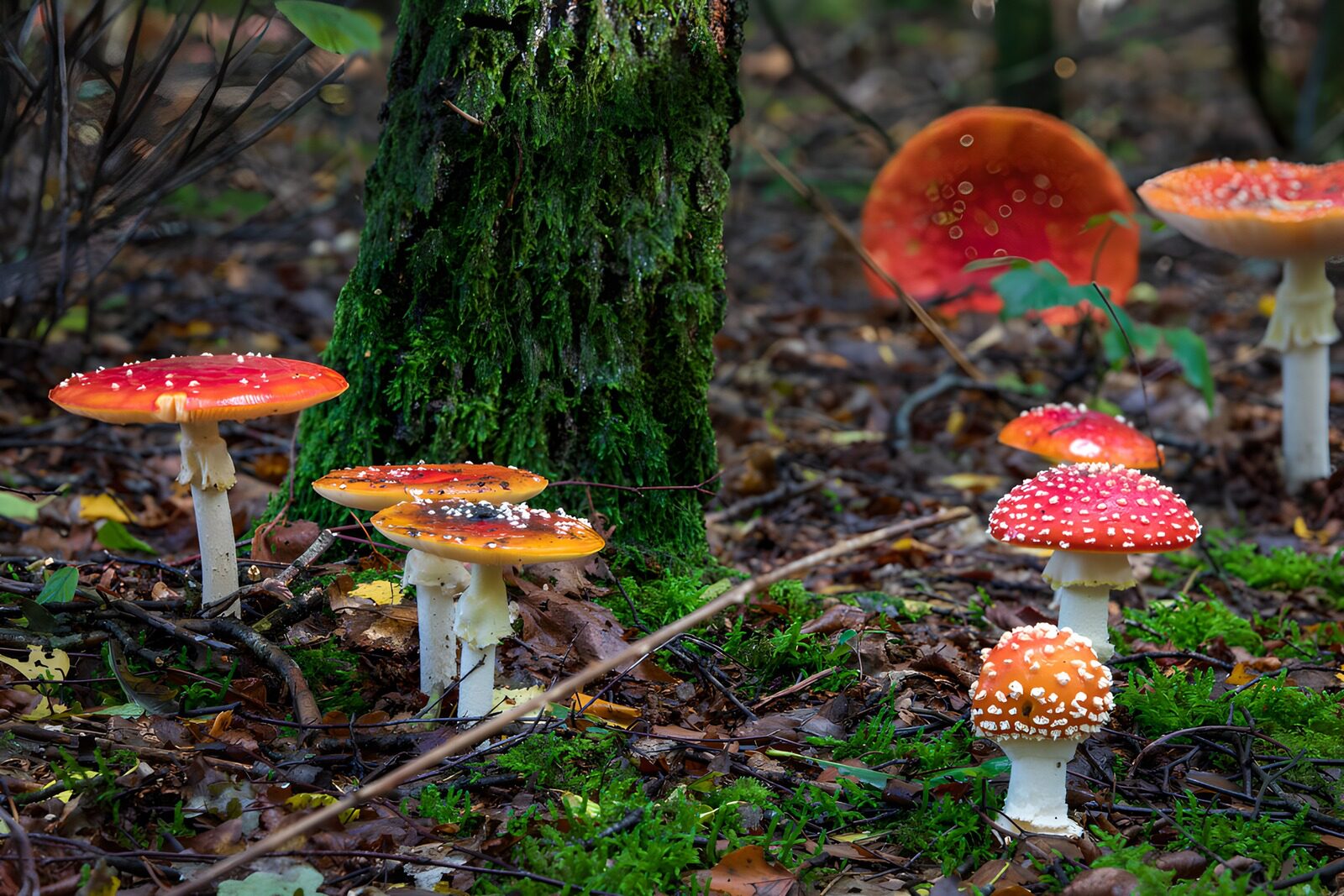 TPFR68758: Champignons colorés dans la forêt