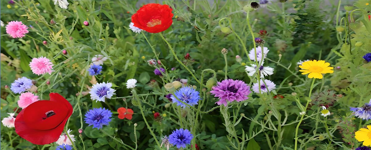 Fleurissement coloré de printemps