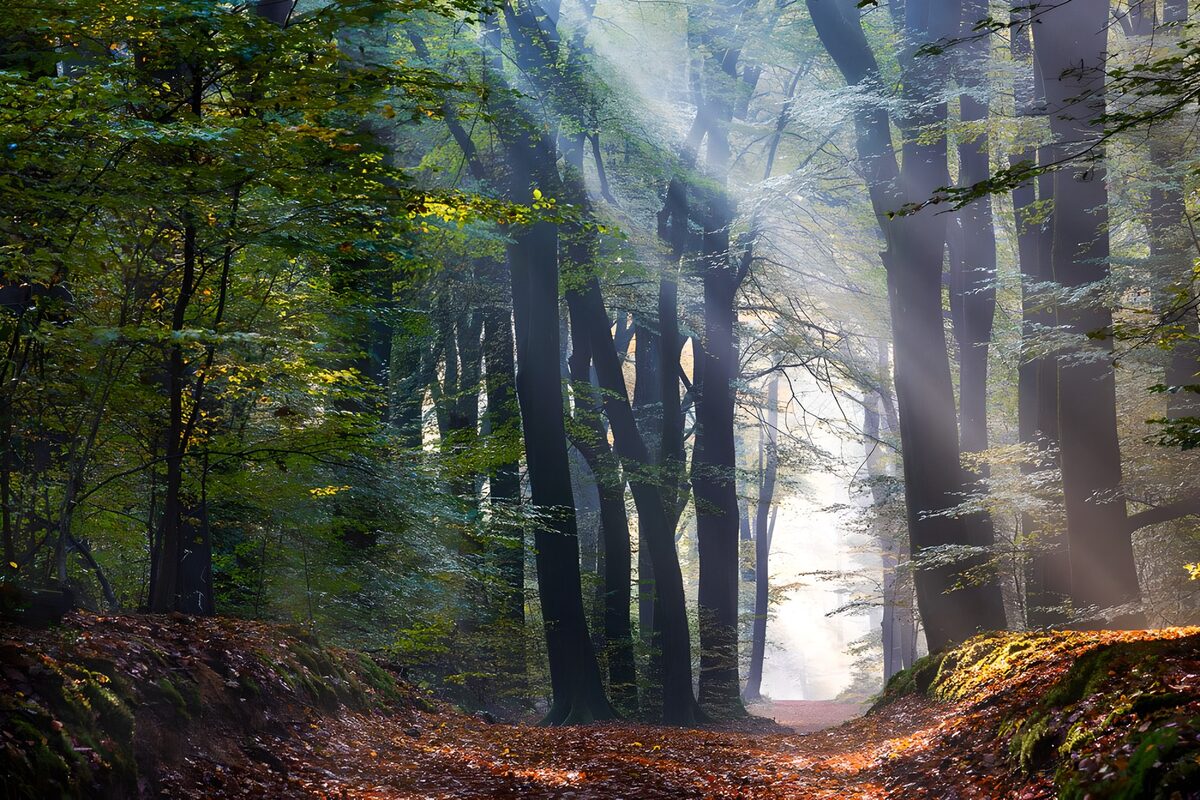 TPFR84762: Forêt enchantée au lever du soleil