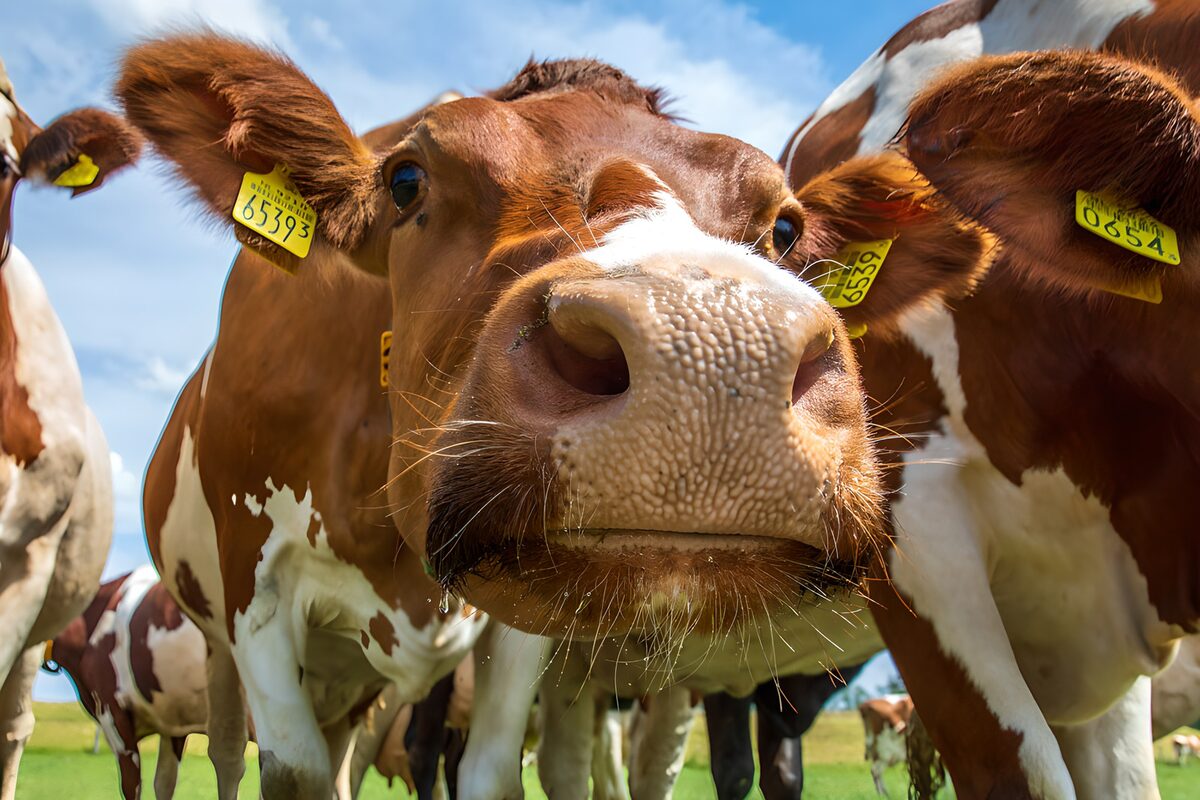 TPFR61832: : Vache curieuse dans un pré ensoleillé