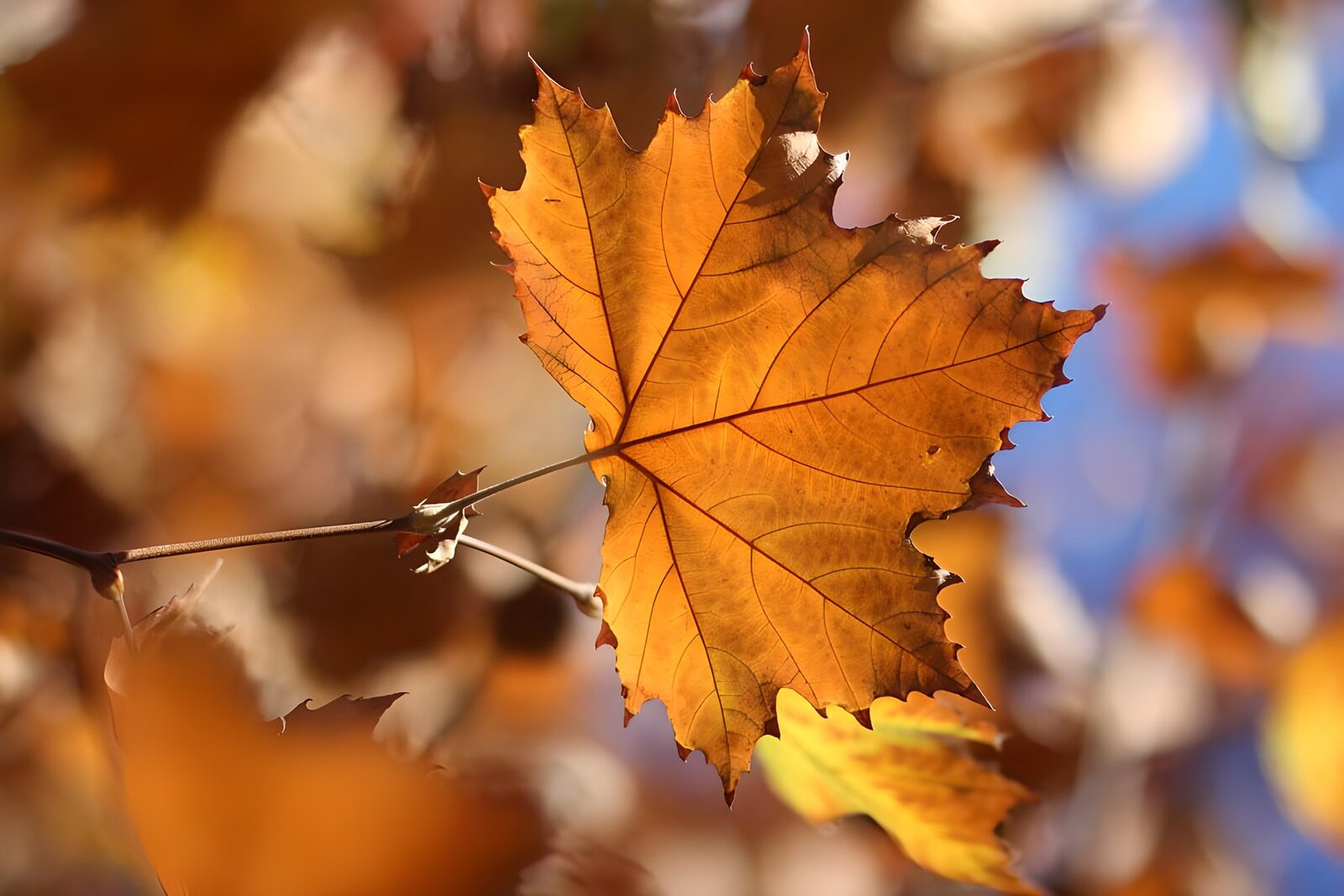 TPFR63776: Feuille d'automne éclatante