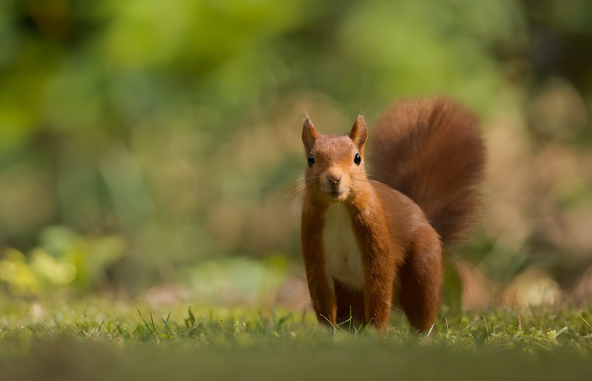 Écureuil curieux dans la nature
