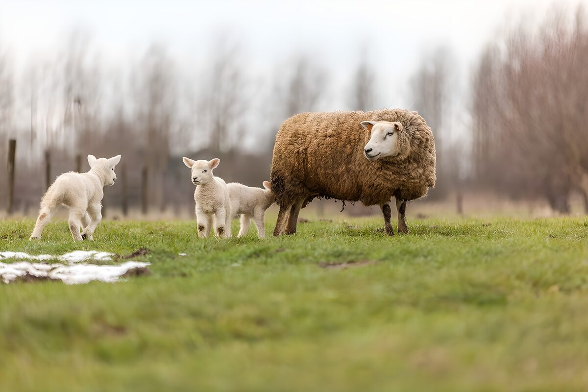 TPFR35979: Moutons dans le champ au printemps