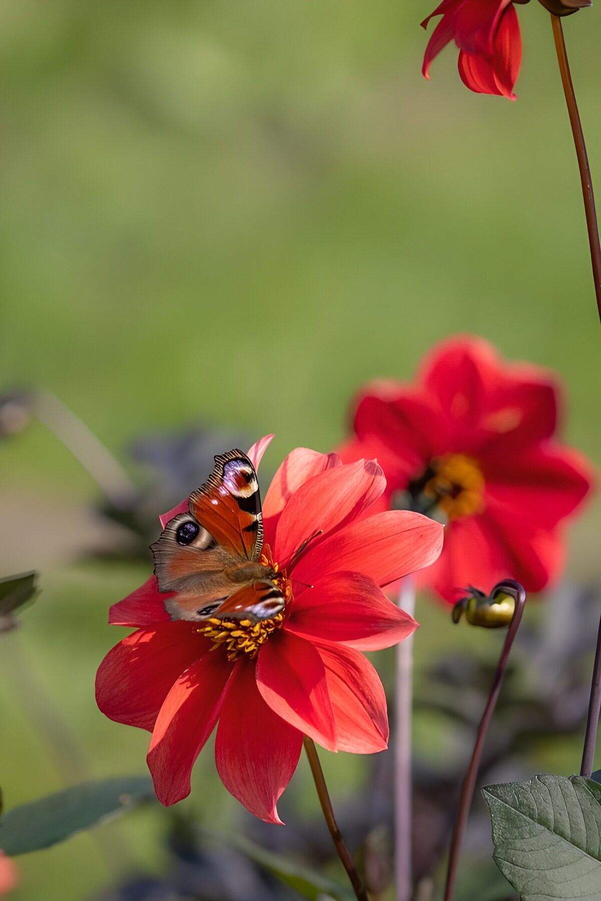 TPFR90471: Papillon sur une fleur rouge