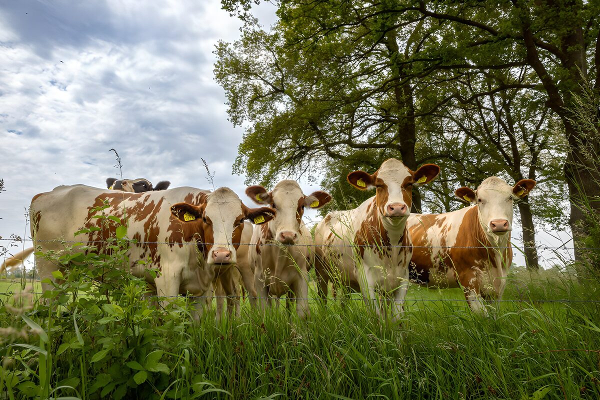 Vaches paisibles dans le pré verdoyant