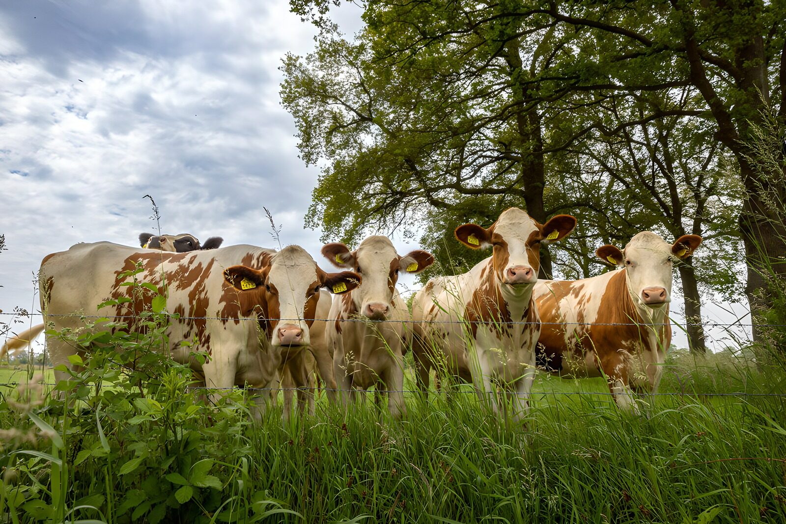TPFR57992: Vaches paisibles dans le pré verdoyant