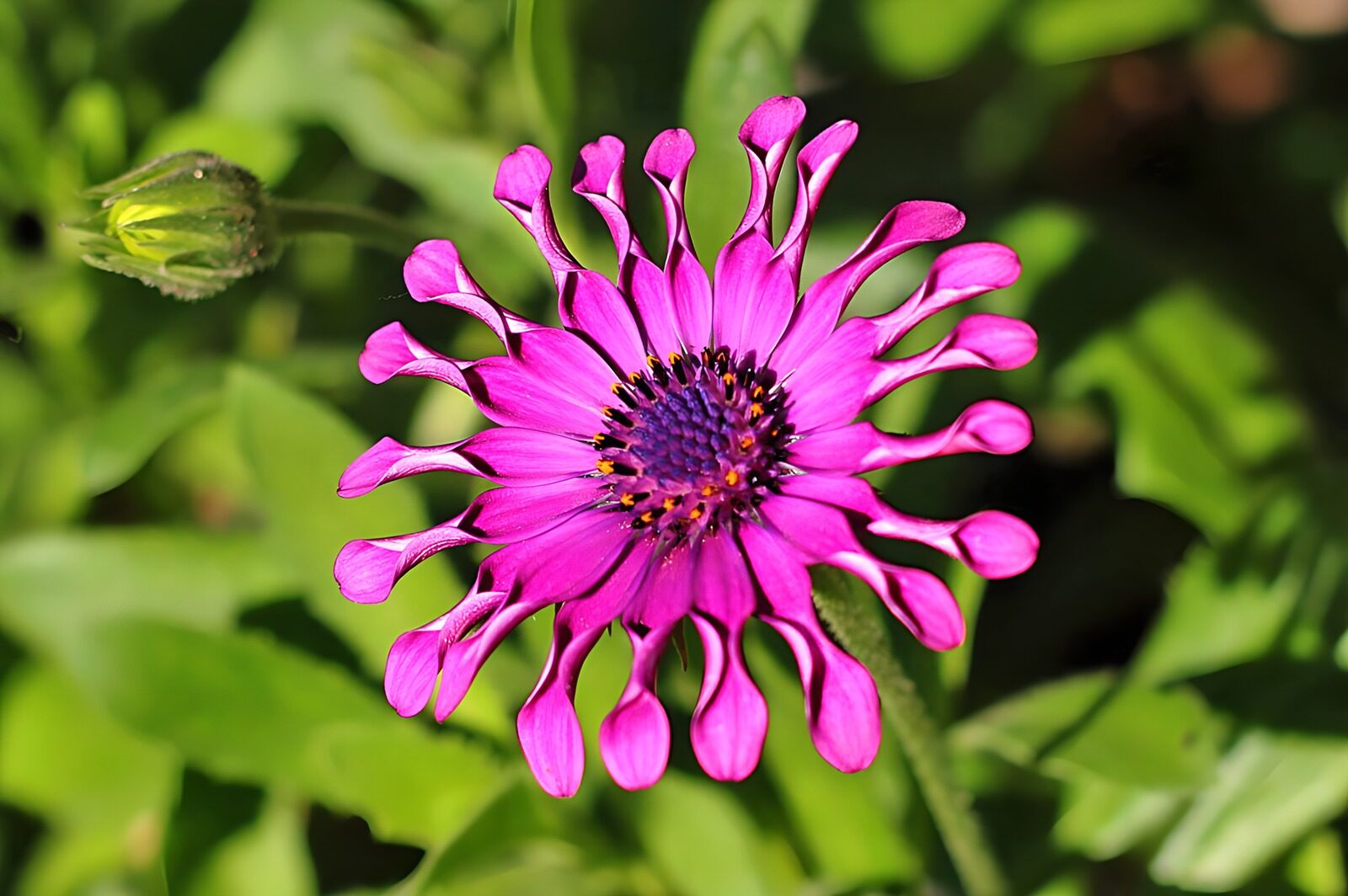 TPFR30591: Fleur exotique aux couleurs vives