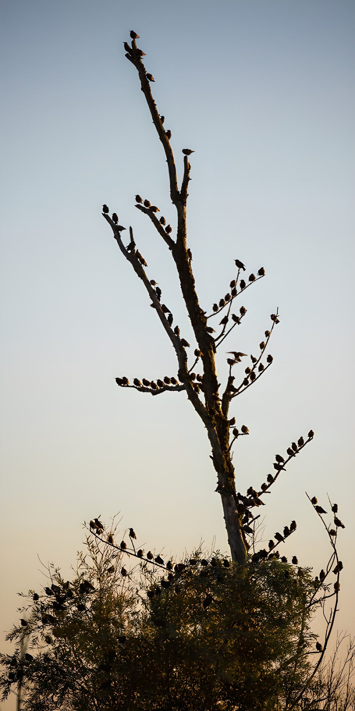 TPFR22565: Foule d'oiseaux au crépuscule