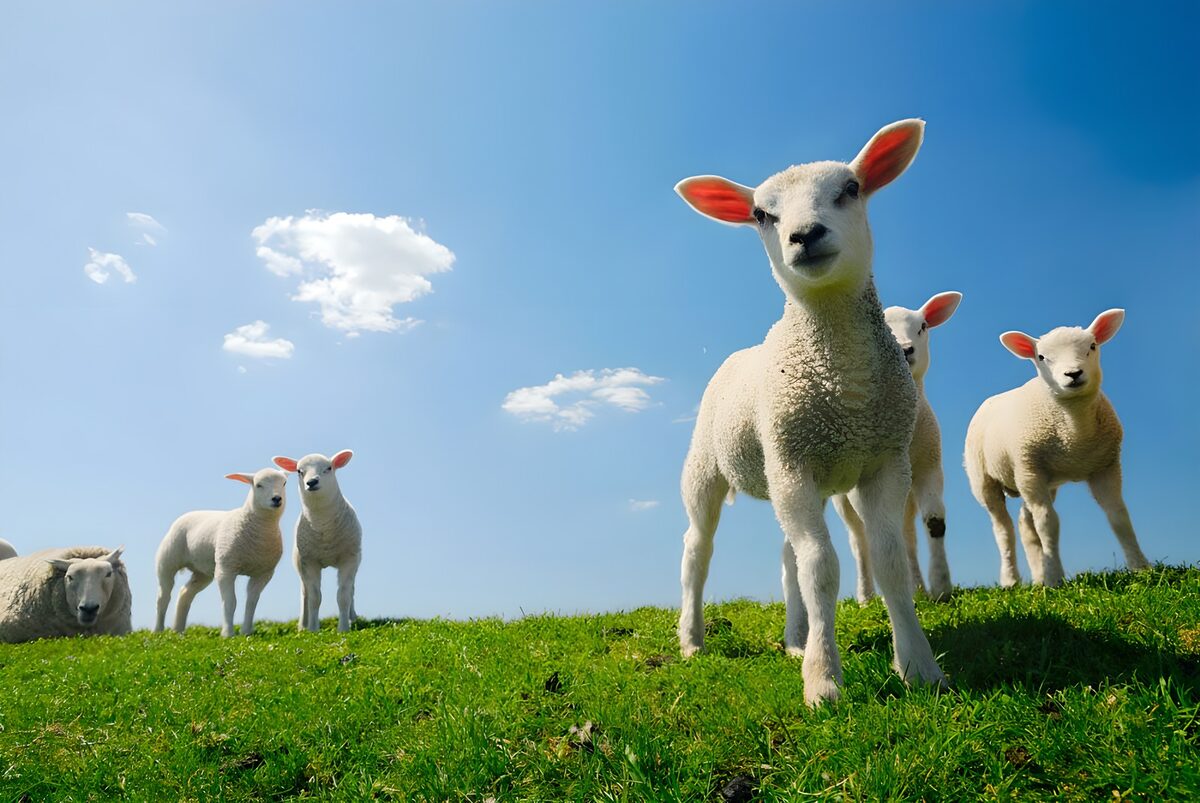 Agneaux dans une prairie sur fond de ciel bleu