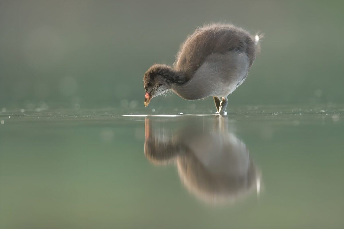 TPFR66220: Un oiseau aquatique sur l'eau