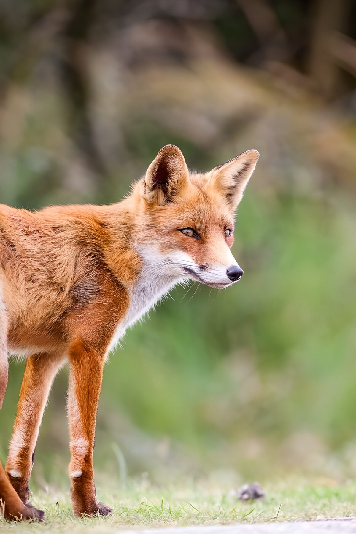 TPFR67570: Renard en pleine nature