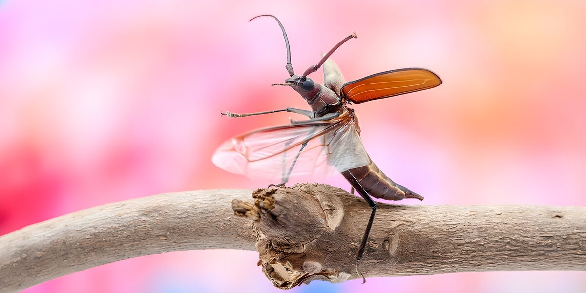 TPFR62189: Insecte sur une branche délicate