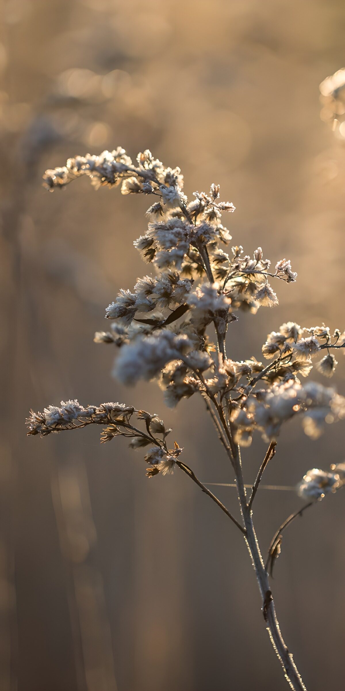 TPFR73254: Fleur gelée au crépuscule
