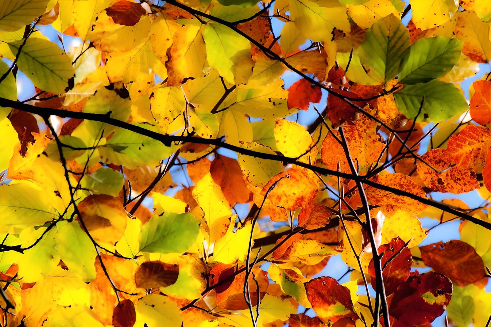 TPFR78962: Feuilles d'automne éclatantes