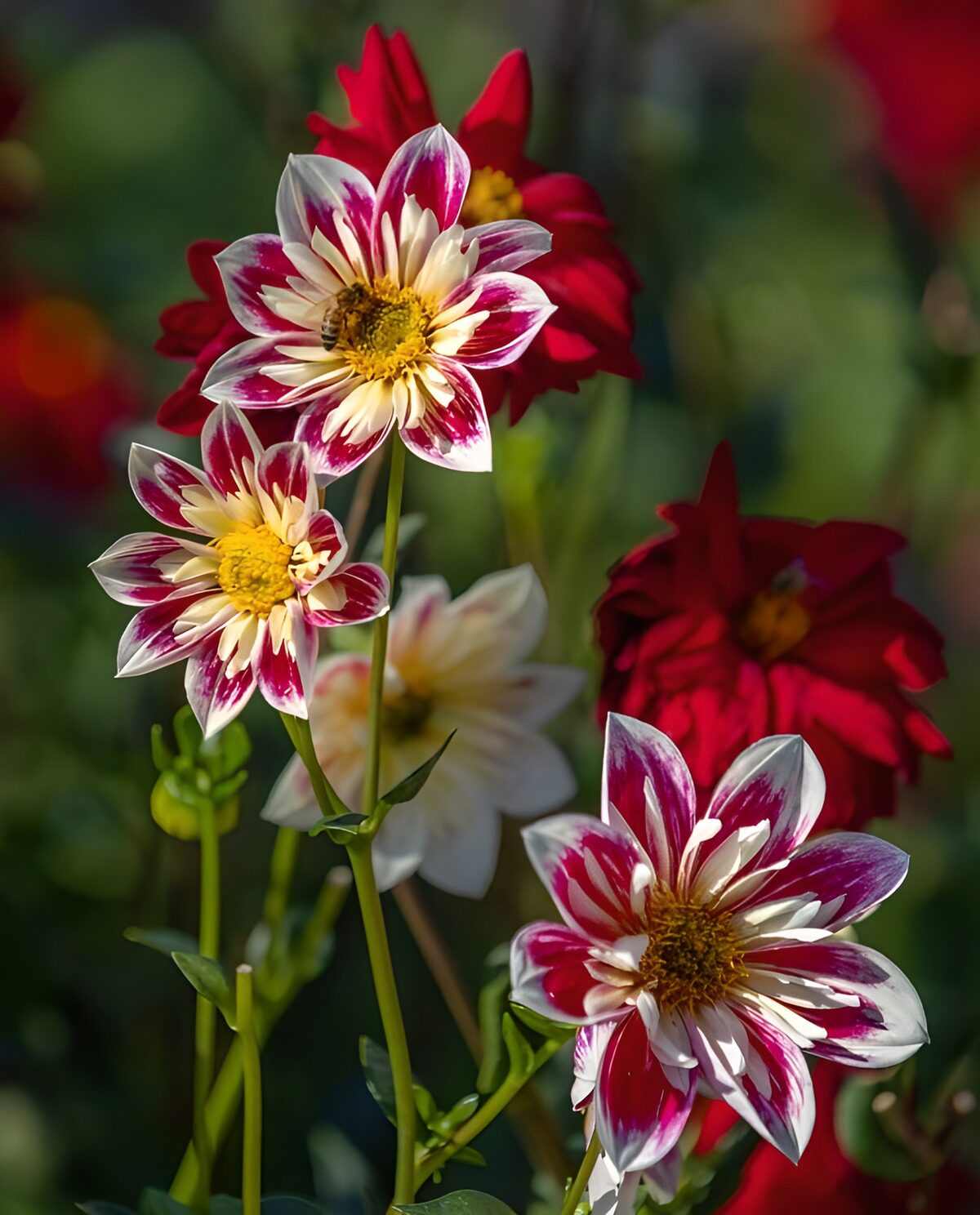 TPFR13058: Fleurs de Dahlia en pleine floraison