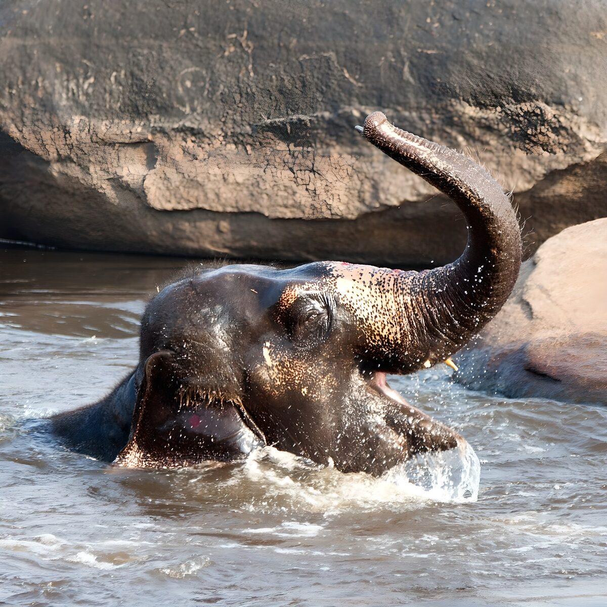 Éléphant joyeux dans l'eau
