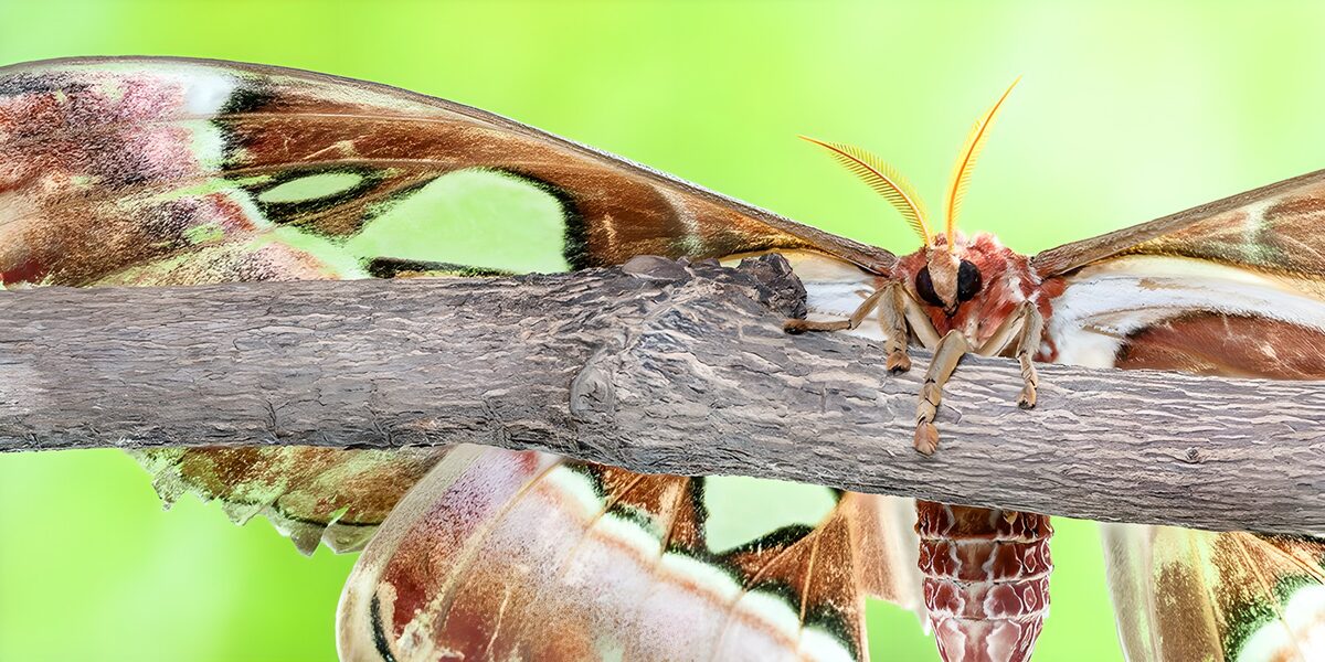 Machaon majestueux sur une branche