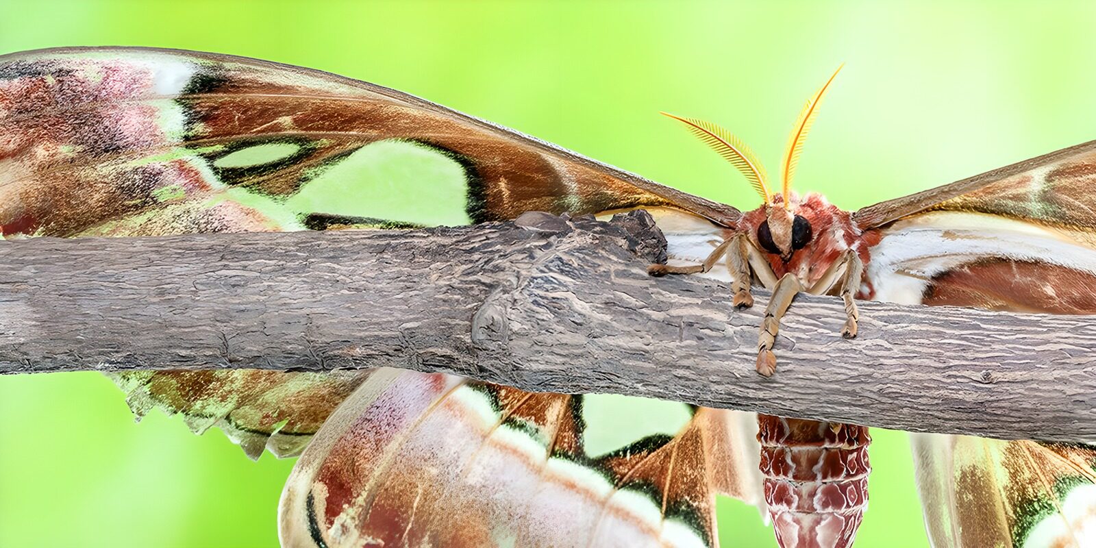 TPFR66442: Machaon majestueux sur une branche