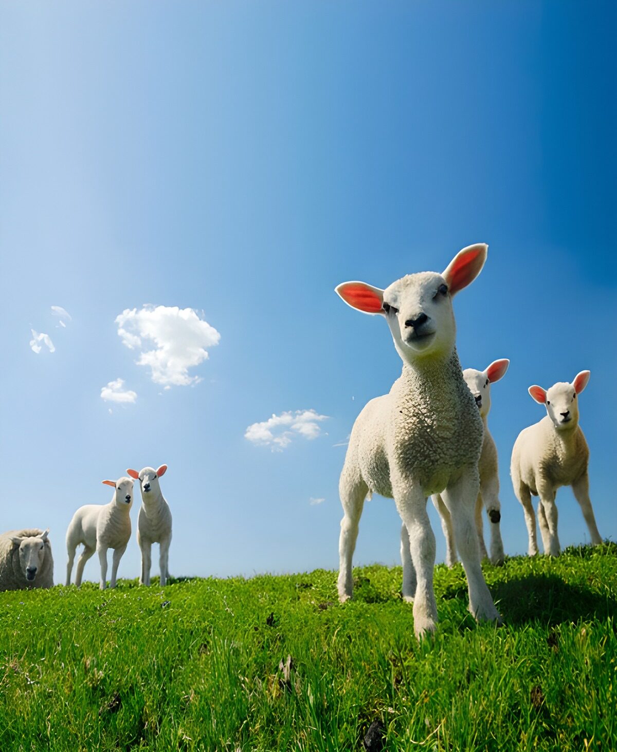 TPFR34653: Agneaux curieux dans la prairie ensoleillée