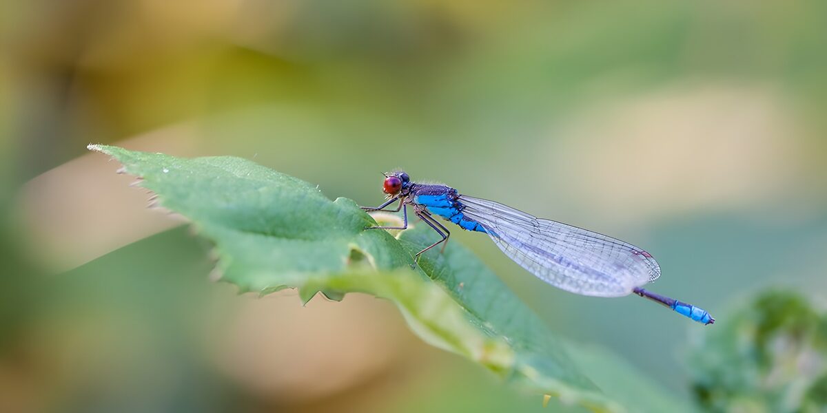 TPFR81162: Libellule bleue sur une feuille