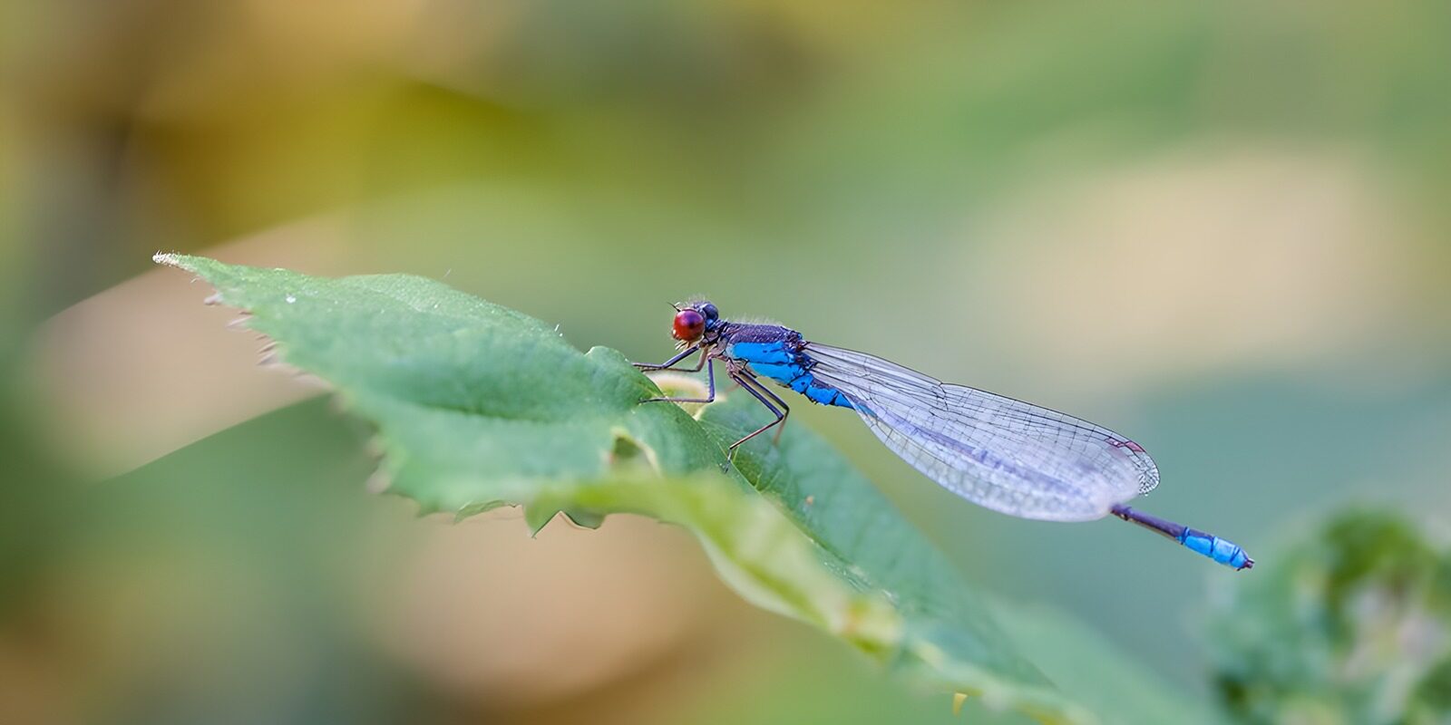 TPFR81162: Libellule bleue sur une feuille