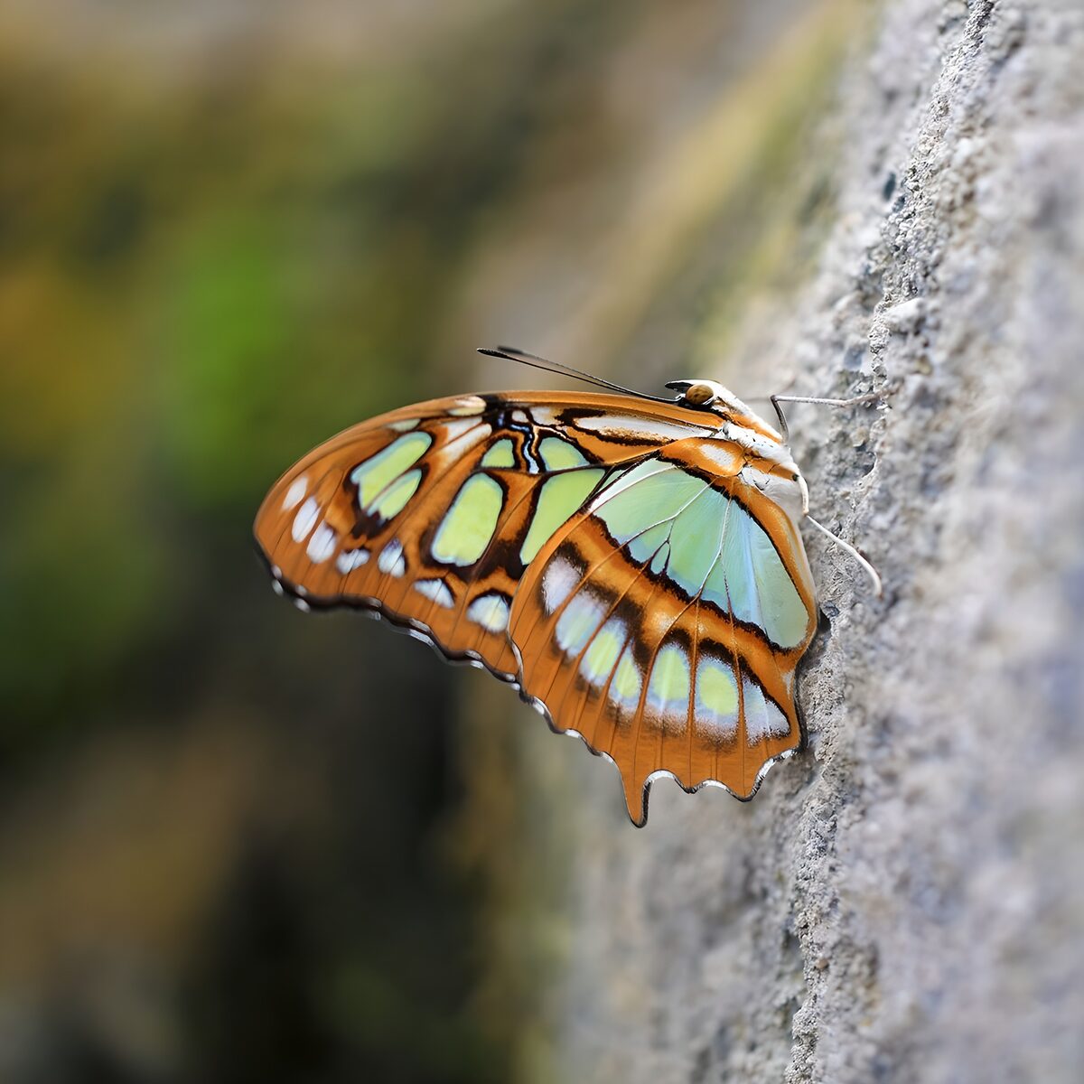 Papillon coloré sur un mur