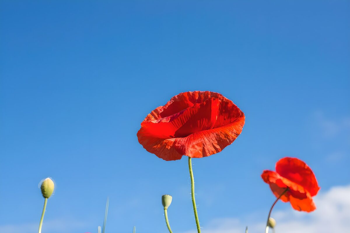 Fleur de coquelicot sous un ciel bleu