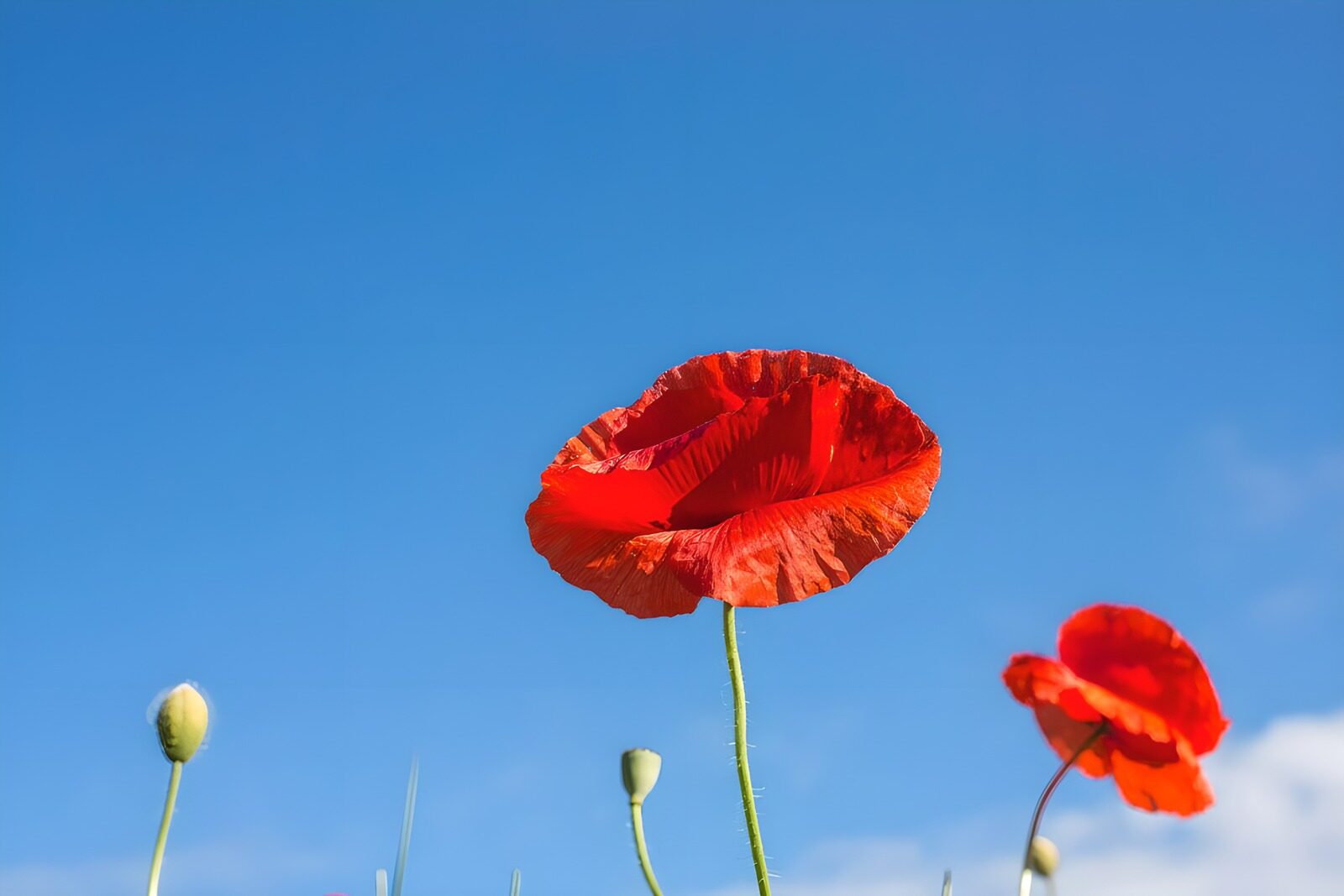 TPFR30209: Fleur de coquelicot sous un ciel bleu