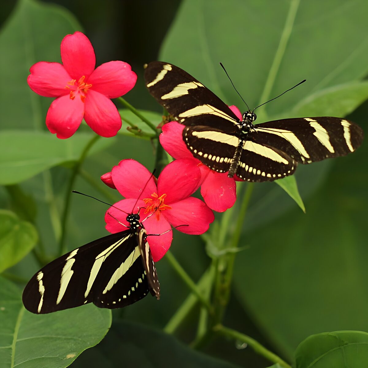 TPFR76010: Papillons sur des fleurs roses