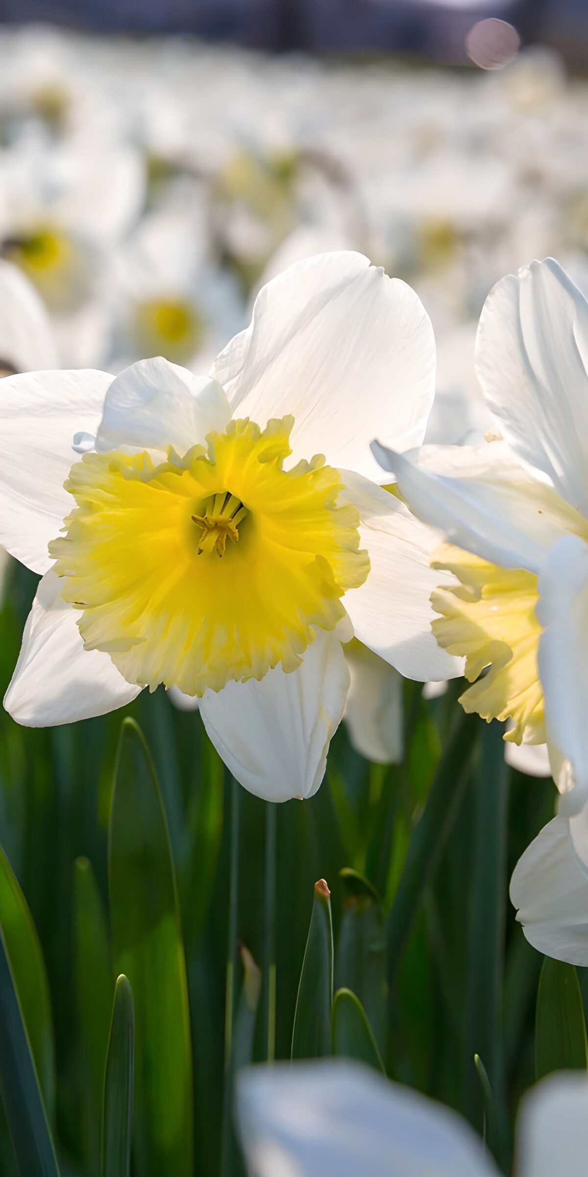 TPFR64621: Jonquilles en pleine floraison