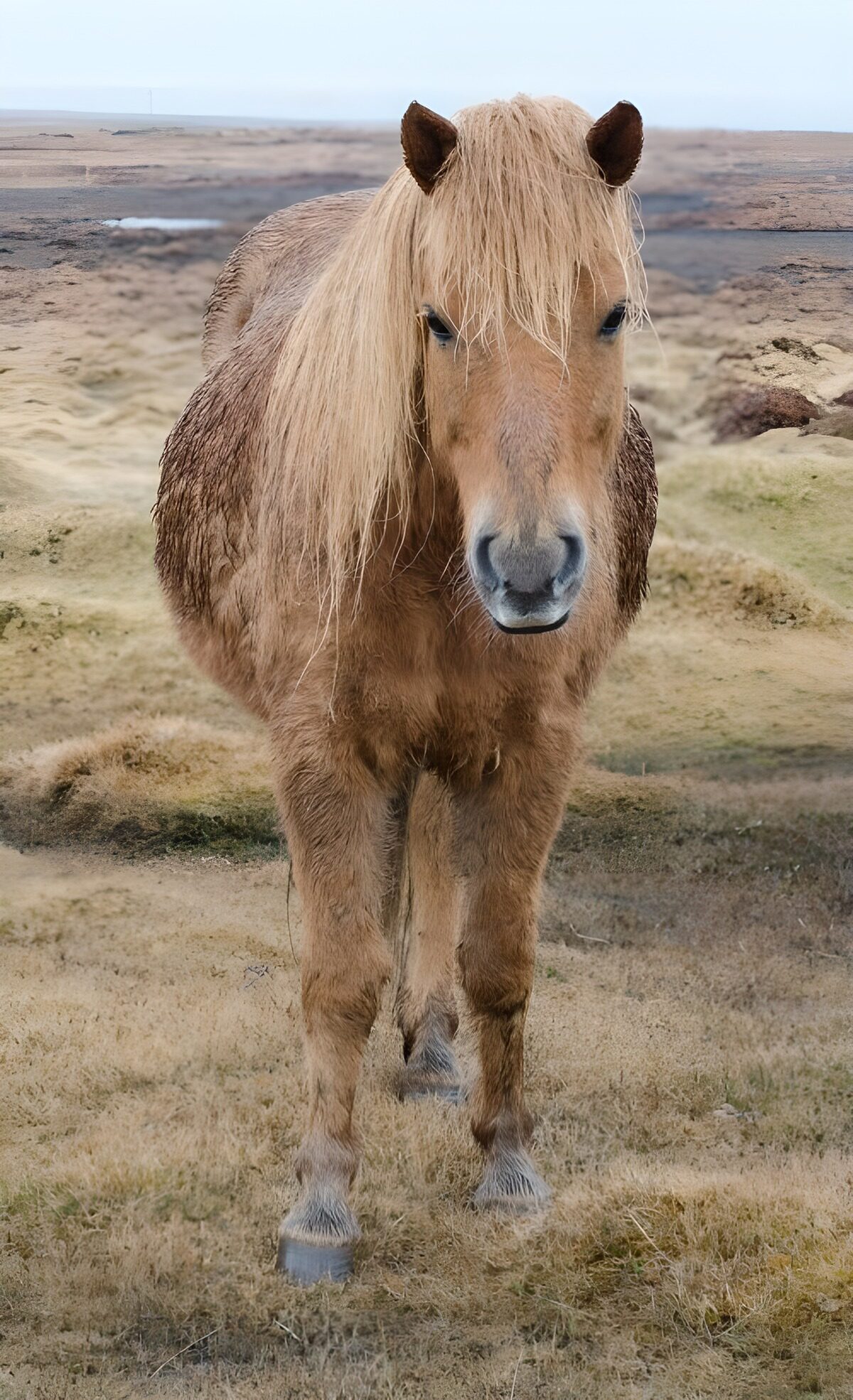 Cheval islandais dans la nature sauvage