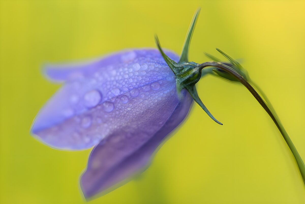 TPFR49777: Fleur violette avec gouttes de pluie